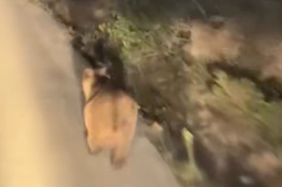 Köy Yolunda Ayı ile Araç Yarıştı