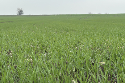 Trakya'da Çiftçilerin Buğday Ekim Mesaisi Sürüyor