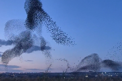 Gökyüzünde Terapi Etkisi: Sığırcıklardan Muhteşem Dans