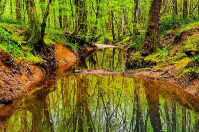 Kırklareli'nde Öğrenciler Kitap Okuyup Longoz Ormanları'nı Gezdi