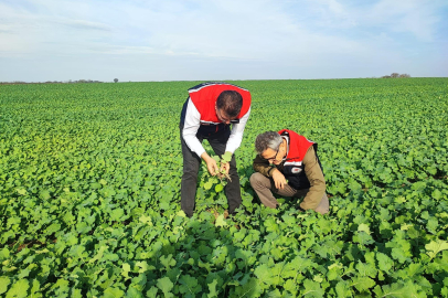 Tekirdağ’da Kanola Tarlasında İnceleme
