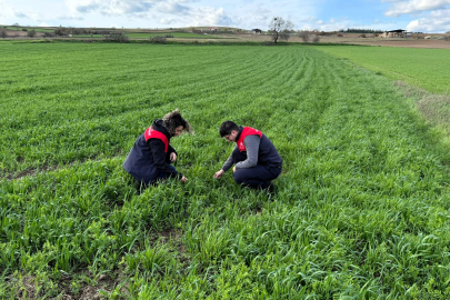 Kırklareli’nde Kaba Yem Üretimi İçin Tarla Kontrolleri Yapıldı