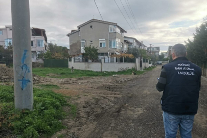 Tekirdağ'da Sahipsiz Sokak Hayvanları İçin Sayım Çalışması Yapılıyor