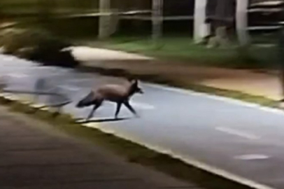 Tekirdağ Sahilde Tilki Görüntülendi