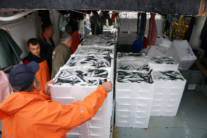 Tekirdağ'da Balıkçılar 600 Kasa İstavritle Limana Döndü