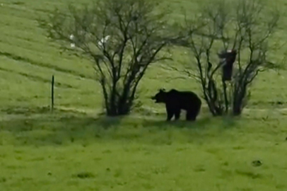 Çanakkale'de Köy Yoluna İnen Ayı Cep Telefonu Kamerasına Yansıdı