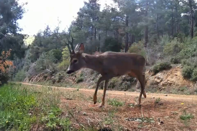 Ganos Dağları'nda Fotokapan İki Karacayı Görüntüledi