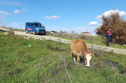 Saray'da Kaçak Yollarla Getirilen 9 Büyükbaş Hayvan Kesime Gönderildi