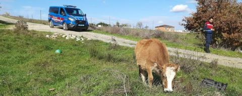 Saray'da Kaçak Yollarla Getirilen 9 Büyükbaş Hayvan Kesime Gönderildi