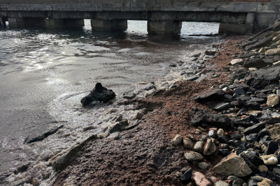 Tekirdağ'da Poyraz Nedeniyle Sahilin Bir Kısmında Kırmızı Yosun Birikti