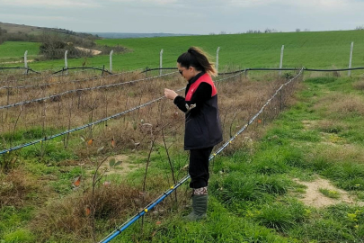 Pehlivanköy’de Aronya Üretim Alanlarında Teknik Kontroller Yapıldı
