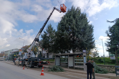 Londra Asfaltı’nda Ağaçlar Budanıyor
