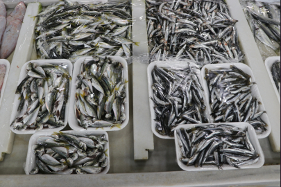 Tekirdağ’da Balıkçılarda Hamsi ve İstavrite İlgi Yüksek