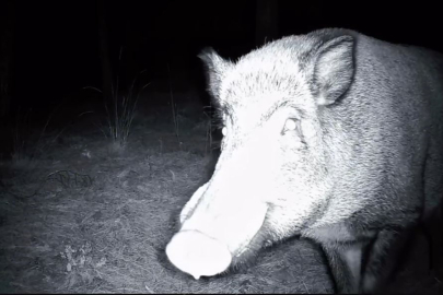 Yaban Domuzunun Fotokapanla Savaşı: Söküp Parçalamaya Çalıştı