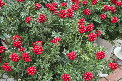 Yılbaşının Gözdesi Kokina Çiçeği Satışta