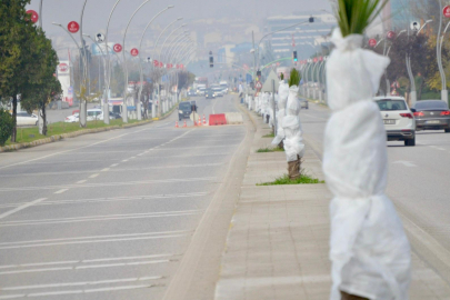 Çevrecilerin Tepki Gösterdiği Palmiyelere Örtülü Koruma