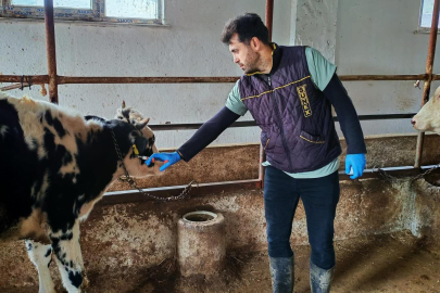 Şap Hastalığına Karşı Aşılama Çalışması Yapıldı