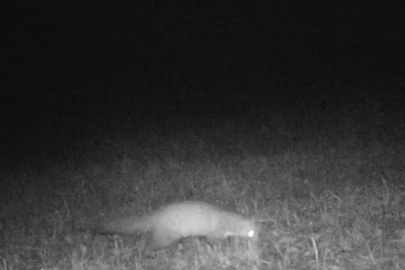 Tekirdağ'da Porsuk ve Kaya Sansarı Görüntülendi