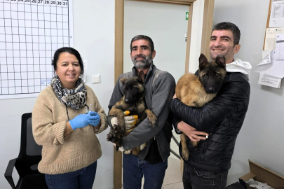 Pınarhisar’da Evcil Hayvanlara Yönelik Aşılama ve Kayıt Çalışmaları Sürüyor