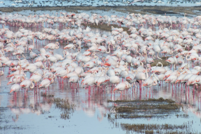 Edirne'de Göçmen Kuşlar Çeltik Tarlalarında Yiyecek Arıyor