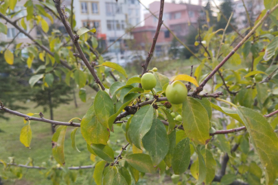 Erik Ağacı, Aralık Ayında Meyve Verdi