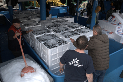 İğneada Açıklarında Hamsi Bolluğu Yaşanıyor