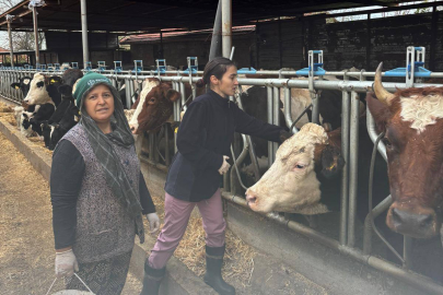 Süloğlu’nda Şap ve Brucella Aşılama Çalışmaları Tamamlandı