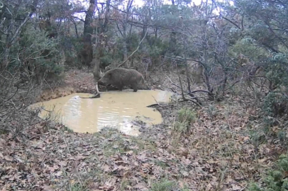 Tekirdağ’da Domuz Sürüsü Görüntülendi
