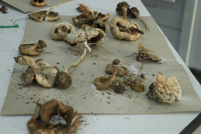 Ganos Dağı'na Ait Mantar Çeşitlerinin Envanteri Çıkarılıyor