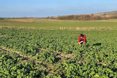 Pehlivanköy’de Kanola Ekili Alanlarda Kontrol Çalışması