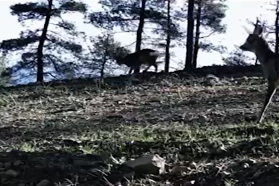 Tekirdağ'da Karacalar Ormanda Fotokapanla Görüntülendi