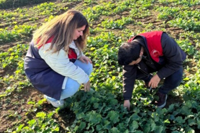 Kofçaz’da Kanola Ekim Alanları Denetlendi