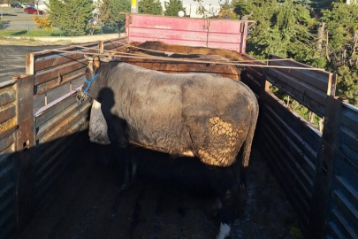 Tekirdağ'da Kaçak Hayvan Sevkiyatına 102 Bin Lira Ceza