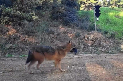 Doğanın Sert Yüzü: Çakal Ağzında Domuz Bacağıyla Görüntülendi