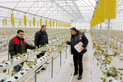 Lüleburgaz’da Topraksız Çilek Üretimine Teknik İnceleme