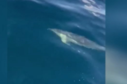 Tekirdağ'da Yunusun Tekneye Eşlik Etmesi Cep Telefonu Kamerasına Yansıdı
