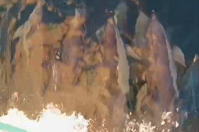 Yunuslar Tekneyle Yarıştı: Kıyıköy Açıklarında Kartpostallık Anlar