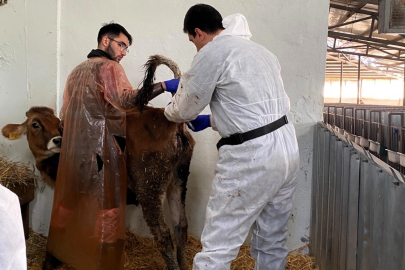 Kırklareli'nde Büyükbaş Hayvan İşletmelerinde Hastalıktan Ari Kontrolleri