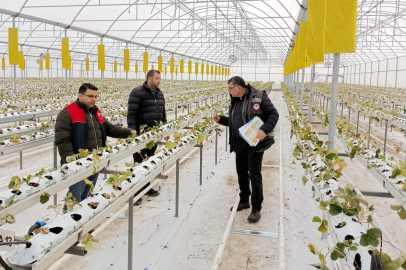 Ovacık Köyü’nde Topraksız Çilek Üretimi Yerinde İncelendi