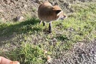 Tarihi Alan'da İnsanlara Alışan Tilki Bölgenin Maskotu Oldu