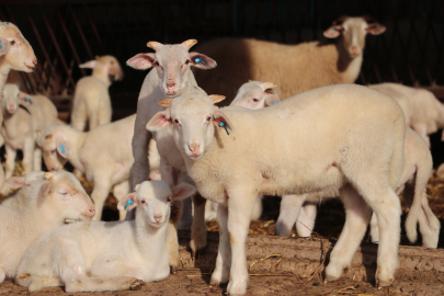 Trakya'da Damızlık Küçükbaş Hayvanlar Bilimsel Verilerle Tespit Edilecek