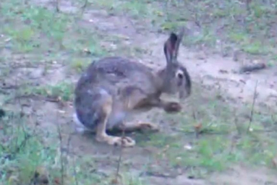 Fotokapanına Takılan İki Tavşan Gülümsetti
