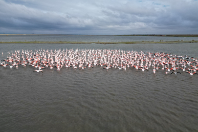 Enez Gala Gölü Flamingolara Ev Sahipliği Yapıyor