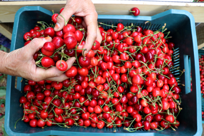 "Çeribaşı Kirazı" Edirne'nin Coğrafi İşaret Tescili Alan 15. Ürünü Oldu