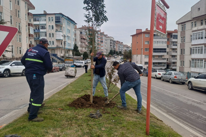 Edirne Belediyesi'nden Orta Refüjlere Yeni Ağaçlar