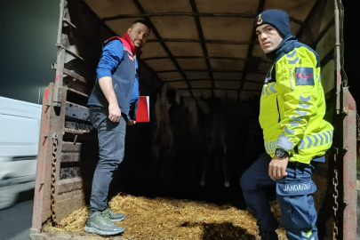 Malkara’da Belgesiz Hayvan Sevkiyatına Ceza