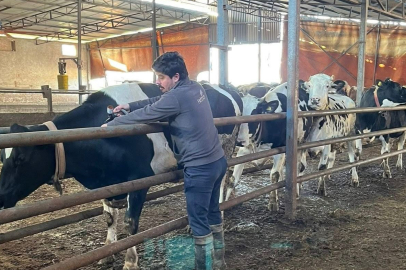 Tekirdağ'da Şap Aşısı Çalışmaları Aralıksız Sürüyor