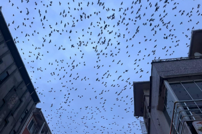 Tekirdağ Semalarında Kargaların Görsel Şöleni