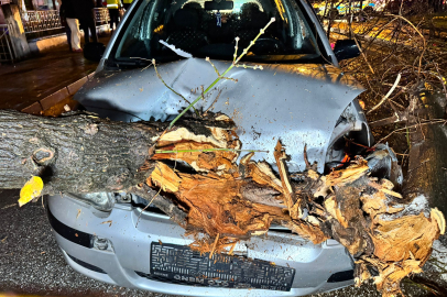 Edirne’de Otomobilin Üzerine Ağaç Devrildi
