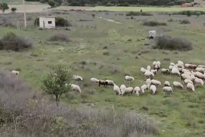 Çanakkale'de 21 Bin 600 Dekar Mera Alanı Islah Edildi